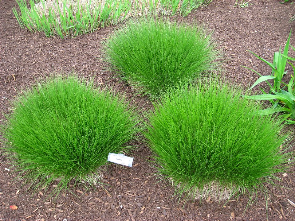 Sporobolus heterolepis, in the Tower Hill Botanic Garden, Boylston, Massachusetts, USA.