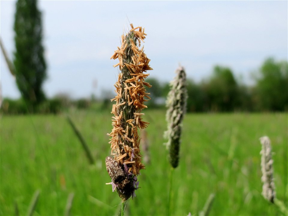 Wiesen-Fuchsschwanz (Alopecurus pratensis) im Naturschutzgebiet Bachwiesen/Leopoldswiesen im Hockenheimer Rheinbogen