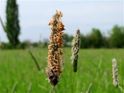 Wiesen-Fuchsschwanz (Alopecurus pratensis) im Naturschutzgebiet Bachwiesen/Leopoldswiesen im Hockenheimer Rheinbogen photo