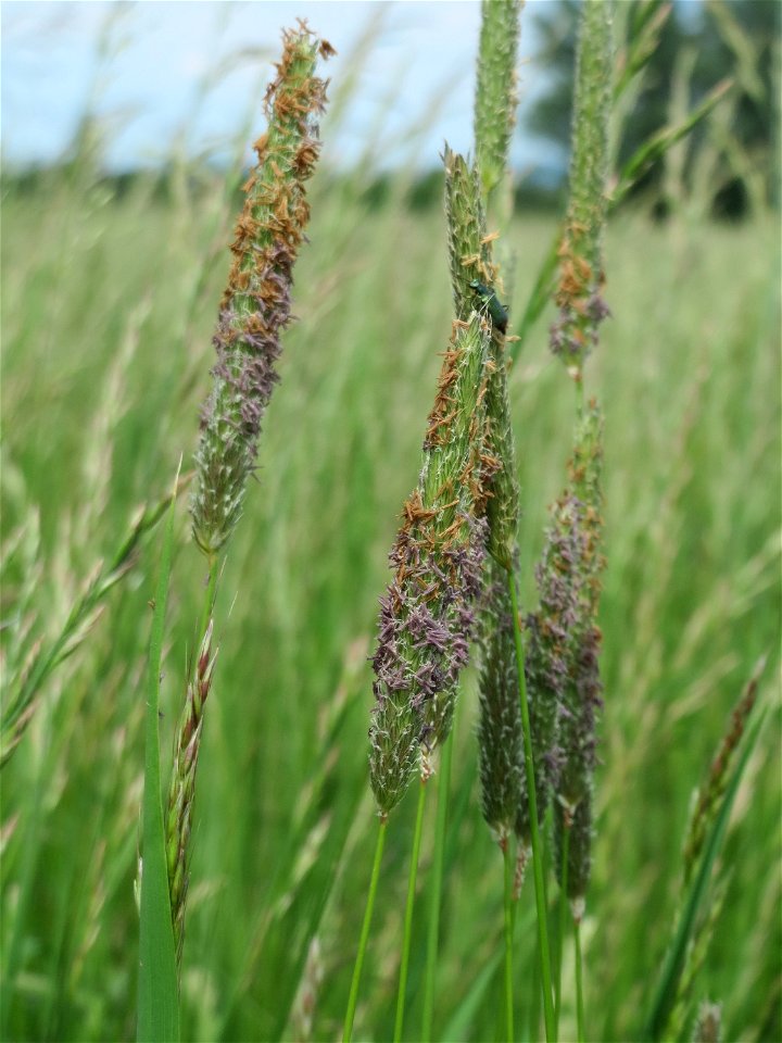 Wiesen-Fuchsschwanz (Alopecurus pratensis) im Naturschutzgebiet „Karl-Ludwig-See“ im Landschaftsschutzgebiet „Hockenheimer Rheinbogen“