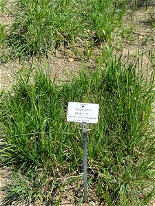 Alopecurus pratensis specimen in the Botanischer Garten München-Nymphenburg, Munich, Germany.