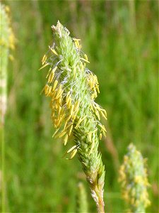 Alopecurus pratensis spike close up Campo de Calatrava, Spain