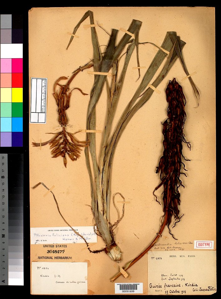 Willrussellia feliciana A. Chev.
Object Details
Biogeographical Region
22 - West Tropical Africa
Collector
Henri Jacques-Félix
Record Last Modified
17 Sep 2019
Specimen Count
1
Collection Date
19 Oct 