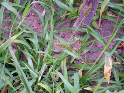 Setaria verticillata habit, Dehesa Boyal de Puertollano, Spain