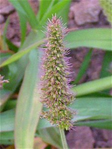 Setaria verticillata close up, Dehesa Boyal de Puertollano, Spain