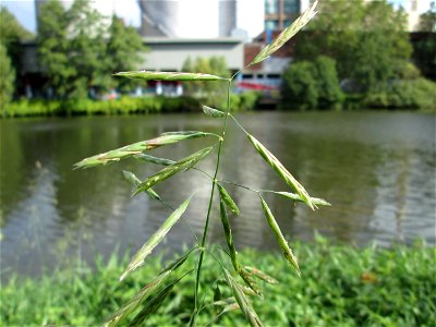Wehrlose Trespe (Bromus inermis) an der Saar in Saarbrücken