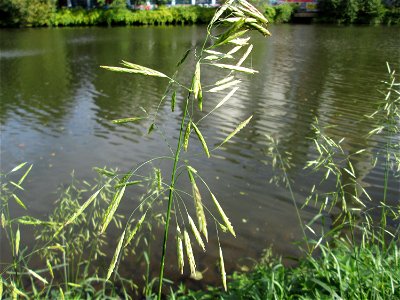 Wehrlose Trespe (Bromus inermis) an der Saar in Saarbrücken