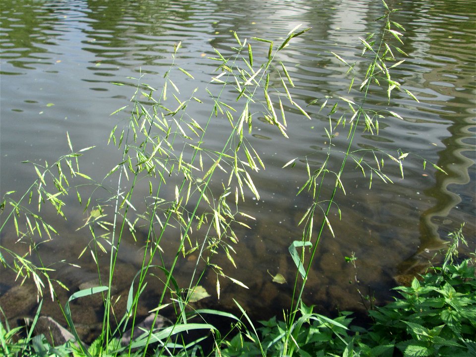 Wehrlose Trespe (Bromus inermis) an der Saar in Saarbrücken