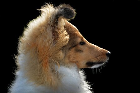 Pet snout animal