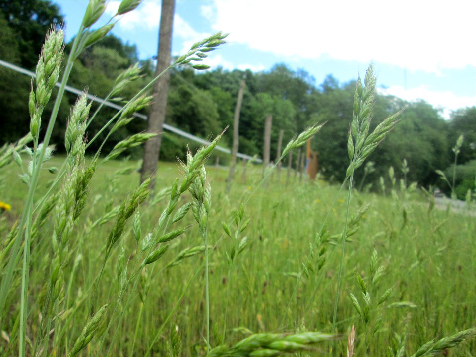 Weiche Trespe (Bromus hordeaceus) im Almet in Sankt Arnual
