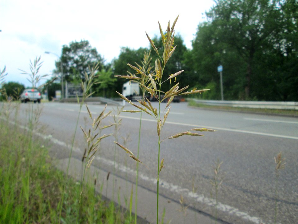 Wehrlose Trespe (Bromus inermis) an einer Brückenzufahrt in Güdingen
