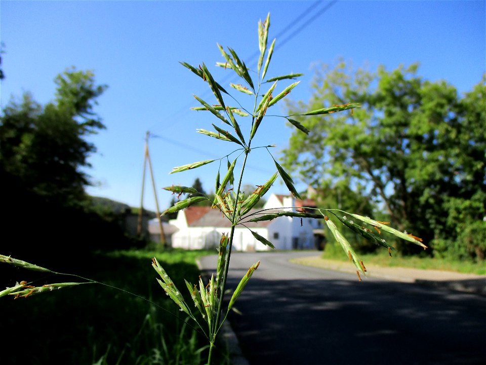 Wehrlose Trespe (Bromus inermis) an der Hochstraße in Brebach