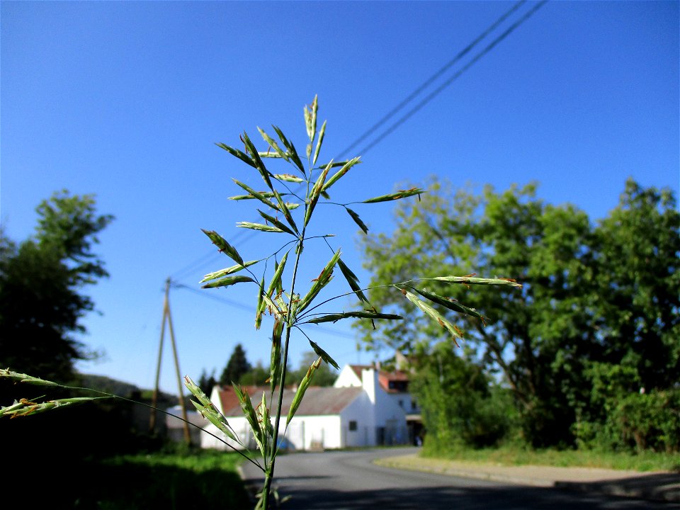 Wehrlose Trespe (Bromus inermis) an der Hochstraße in Brebach