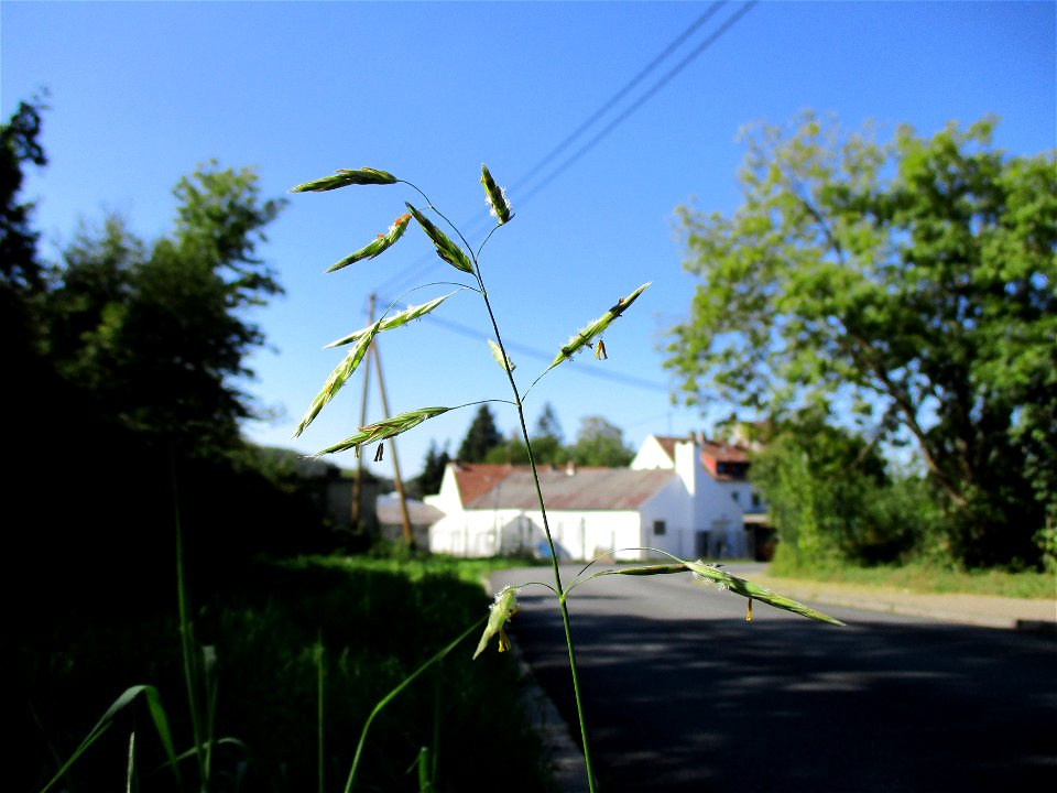 Wehrlose Trespe (Bromus inermis) an der Hochstraße in Brebach