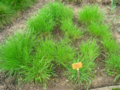 Agropyron cristatum specimen in the Botanischer Garten, Berlin-Dahlem (Berlin Botanical Garden), Berlin, Germany.