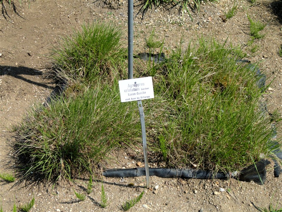 Agropyron cristatum specimen in the Botanischer Garten München-Nymphenburg, Munich, Germany.