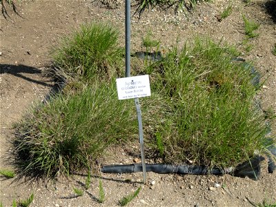 Agropyron cristatum specimen in the Botanischer Garten München-Nymphenburg, Munich, Germany.