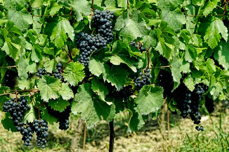 Winegrowing grapes food