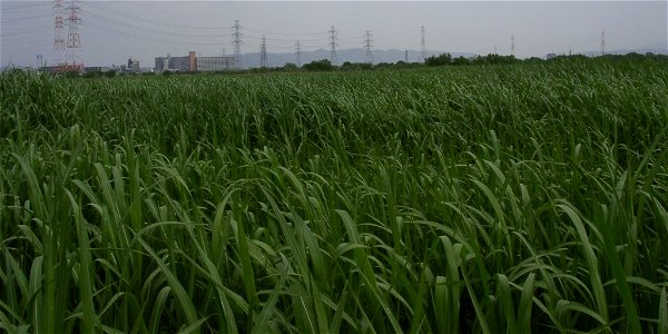Miscanthus sacchariflorus