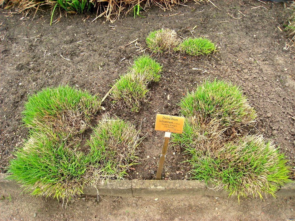 Dichanthium ischaemum specimen in the Botanischer Garten, Berlin-Dahlem (Berlin Botanical Garden), Berlin, Germany.