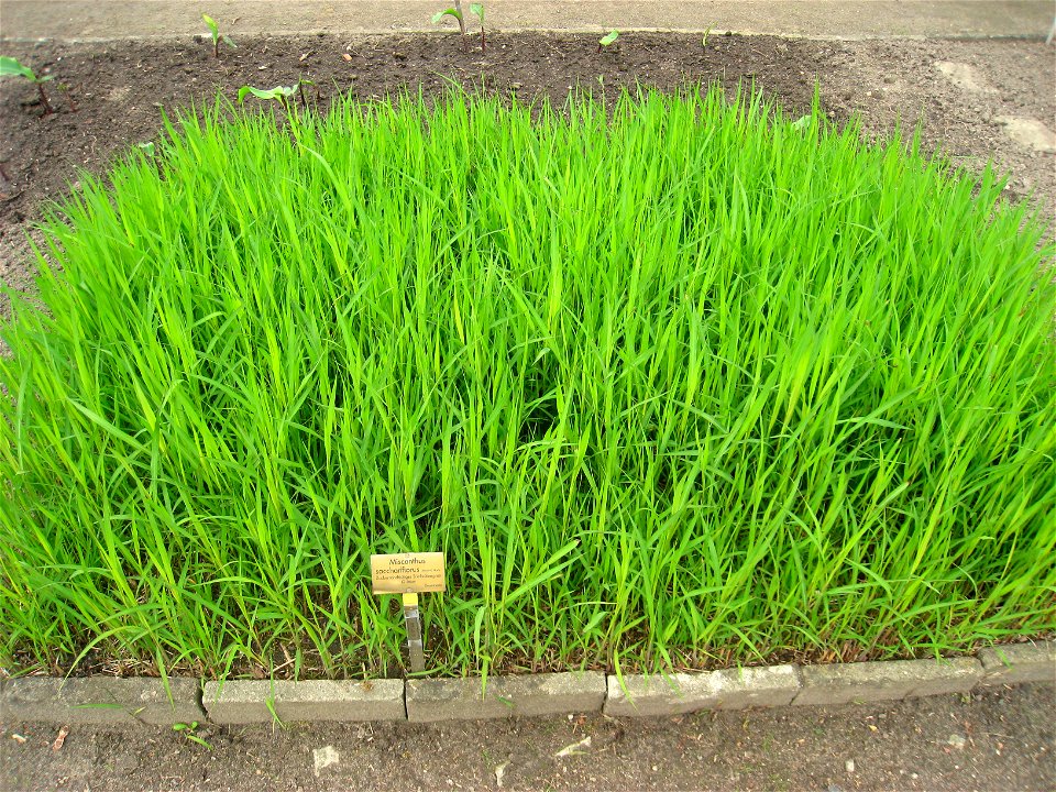 Miscanthus sacchariflorus specimen in the Botanischer Garten, Berlin-Dahlem (Berlin Botanical Garden), Berlin, Germany.