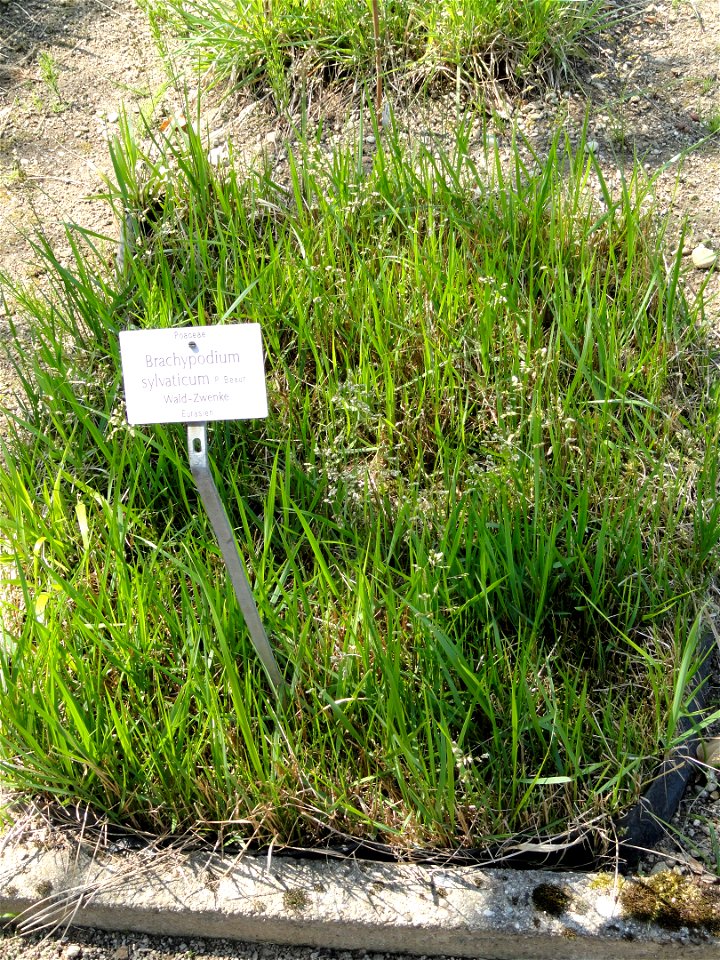 Brachypodium sylvaticum specimen in the Botanischer Garten München-Nymphenburg, Munich, Germany.