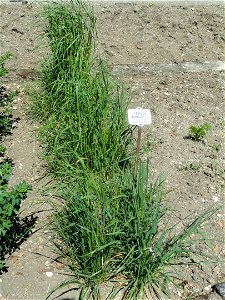 Festuca pratensis specimen in the Botanischer Garten München-Nymphenburg, Munich, Germany.