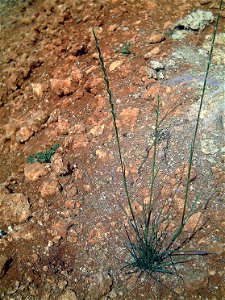 Lolium rigidum habitus, Campo de Calatrava, Spain