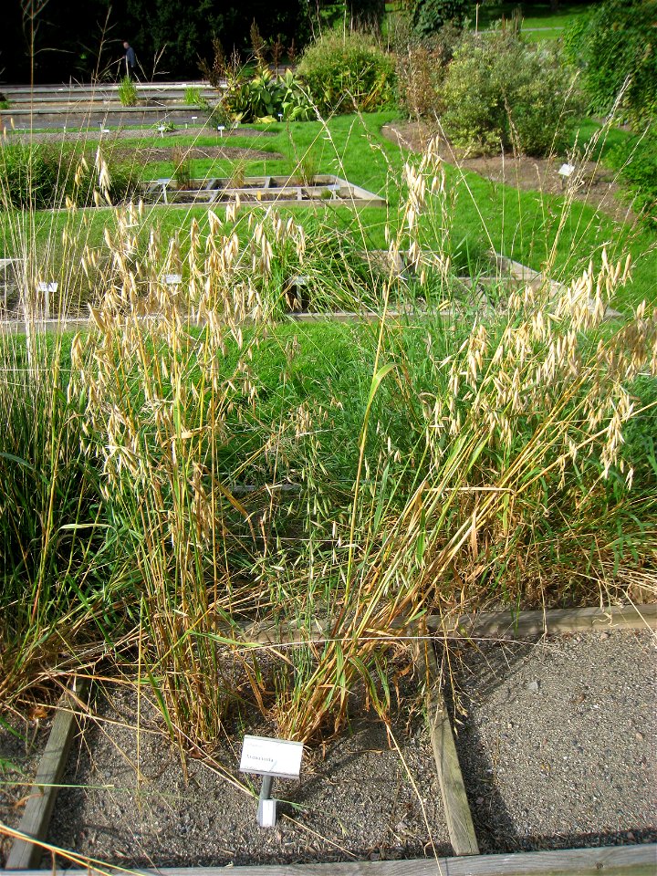Avena nuda - Oslo botanical garden, Oslo, Norway.