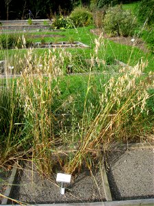 Avena nuda - Oslo botanical garden, Oslo, Norway.