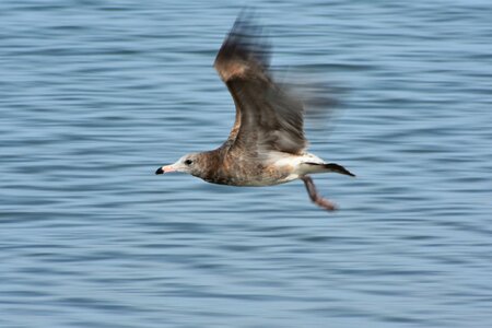 Wild birds seabird sea gull photo