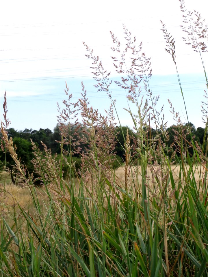 Land-Reitgras (Calamagrostis epigejos) im Naturschutzgebiet Gewann Frankreich-Wiesental