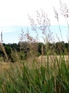 Land-Reitgras (Calamagrostis epigejos) im Naturschutzgebiet Gewann Frankreich-Wiesental