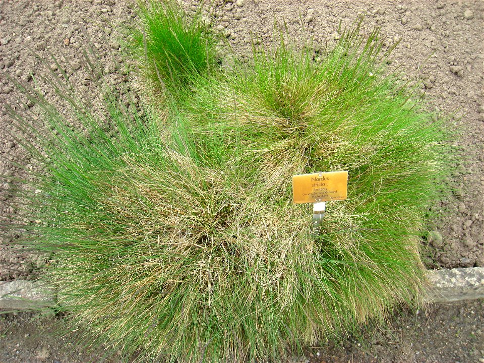 Nardus stricta specimen in the Botanischer Garten, Berlin-Dahlem (Berlin Botanical Garden), Berlin, Germany.