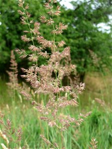 Land-Reitgras (Calamagrostis epigejos) im Naturschutzgebiet Gewann Frankreich-Wiesental