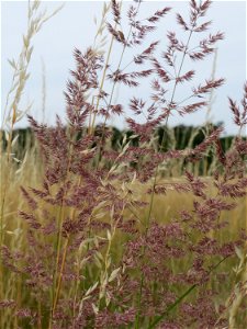 Land-Reitgras (Calamagrostis epigejos) im Naturschutzgebiet Gewann Frankreich-Wiesental