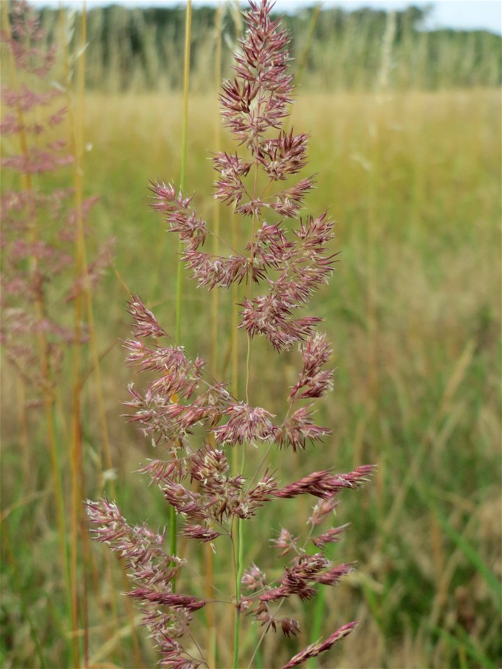 Land-Reitgras (Calamagrostis epigejos) im Naturschutzgebiet Gewann Frankreich-Wiesental