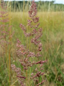 Land-Reitgras (Calamagrostis epigejos) im Naturschutzgebiet Gewann Frankreich-Wiesental
