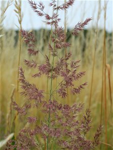 Land-Reitgras (Calamagrostis epigejos) im Naturschutzgebiet Gewann Frankreich-Wiesental