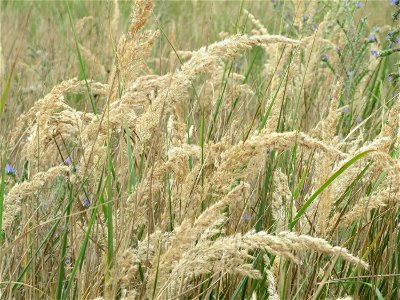 Land-Reitgras (Calamagrostis epigejos) im Schwetzinger Hardt