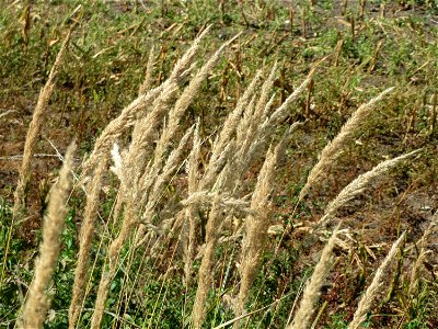 Land-Reitgras (Calamagrostis epigejos) im Hockenheimer Rheinbogen photo