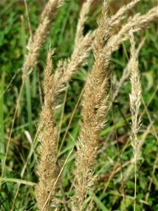 Land-Reitgras (Calamagrostis epigejos) im Hockenheimer Rheinbogen