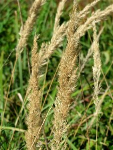 Land-Reitgras (Calamagrostis epigejos) im Hockenheimer Rheinbogen photo