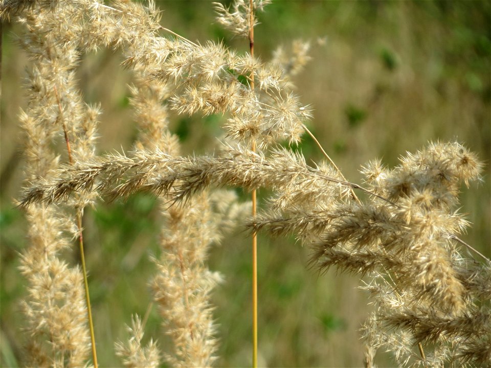 Land-Reitgras (Calamagrostis epigejos) in Saarbrücken