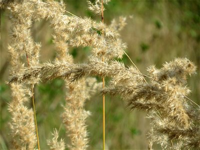 Land-Reitgras (Calamagrostis epigejos) in Saarbrücken