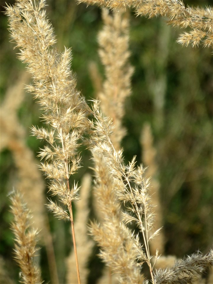Land-Reitgras (Calamagrostis epigejos) in Saarbrücken