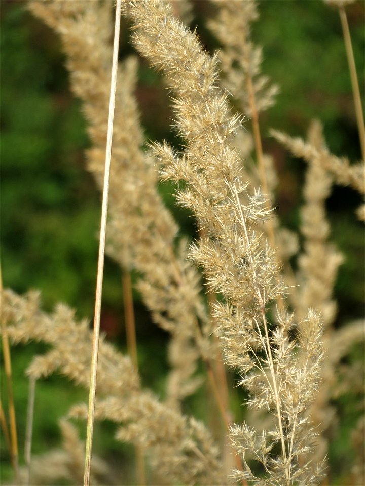 Land-Reitgras (Calamagrostis epigejos) in Saarbrücken