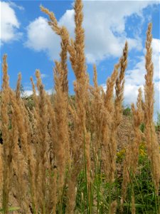 Land-Reitgras (Calamagrostis epigejos) in Hockenheim-Talhaus