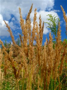 Land-Reitgras (Calamagrostis epigejos) in Hockenheim-Talhaus