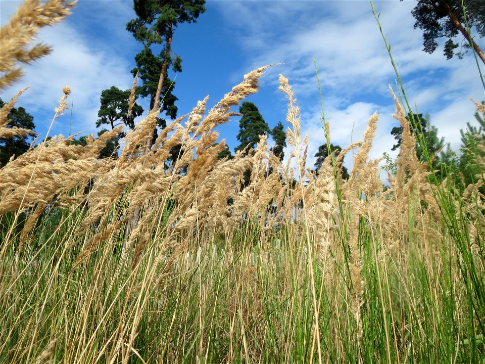 Land-Reitgras (Calamagrostis epigejos) im Schwetzinger Hardt